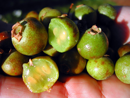 Guavira Fruit